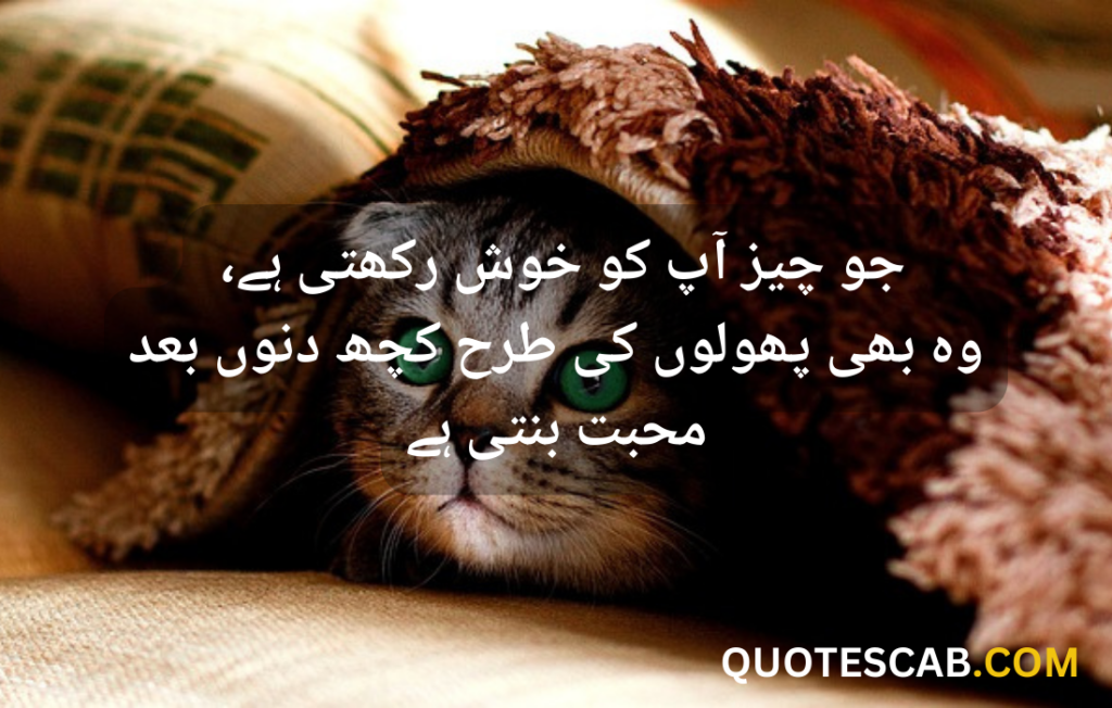 funny quotes in urdu