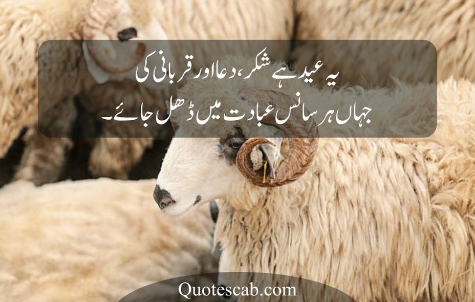 eid ul adha quotes in urdu