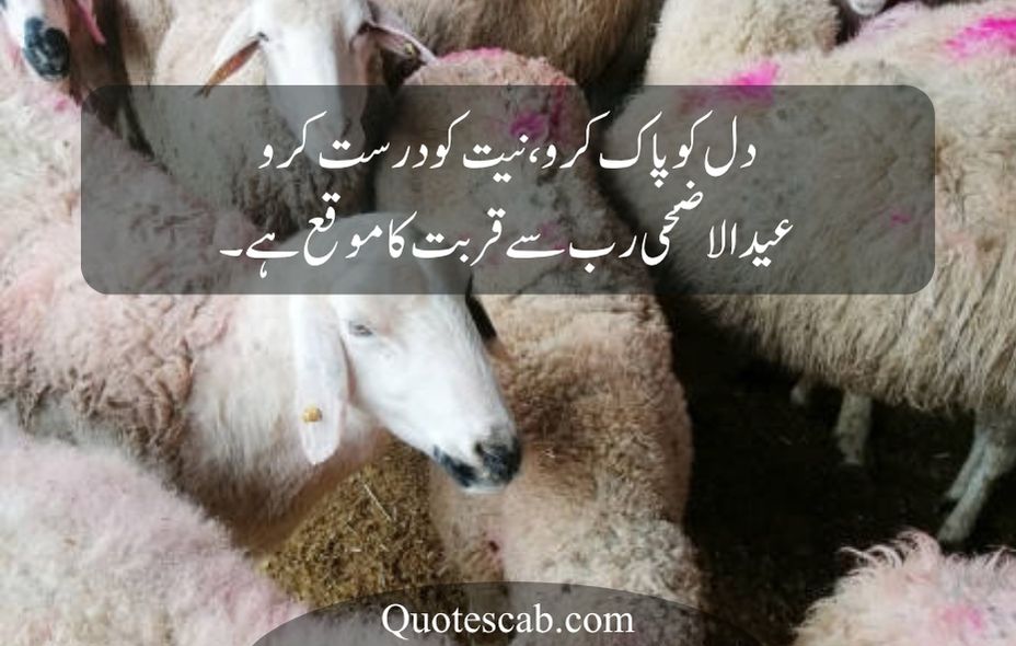 eid ul adha quotes in urdu