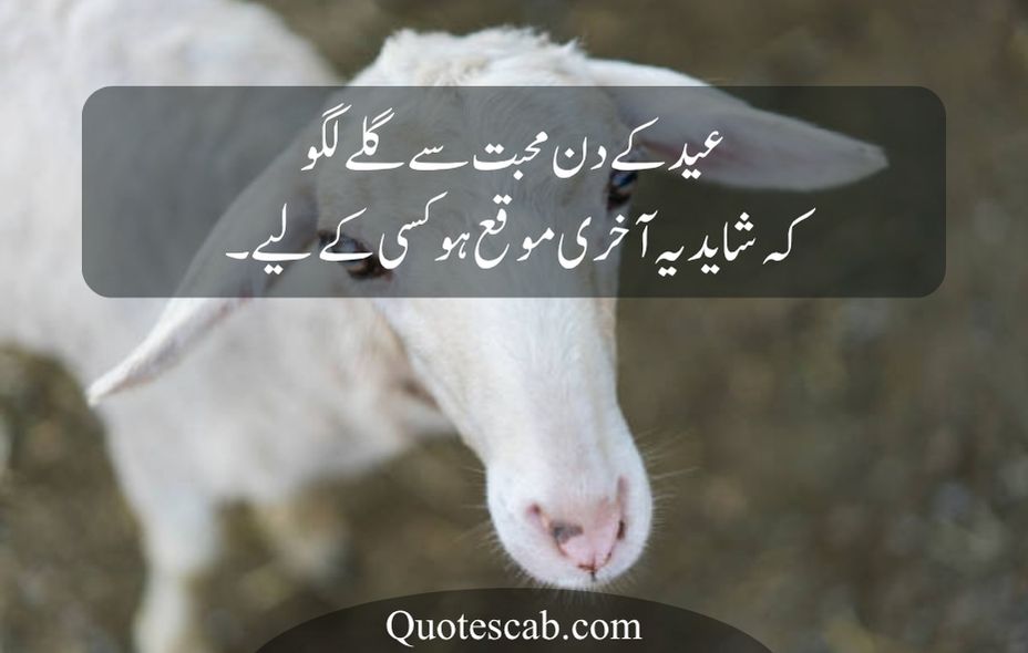 eid ul adha quotes in urdu