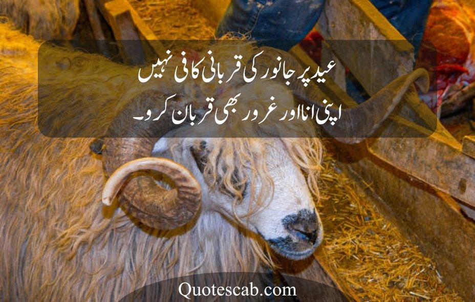 eid ul adha quotes in urdu
