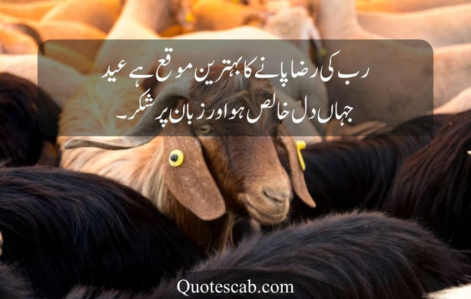 eid ul adha quotes in urdu