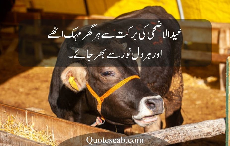 eid ul adha quotes in urdu
